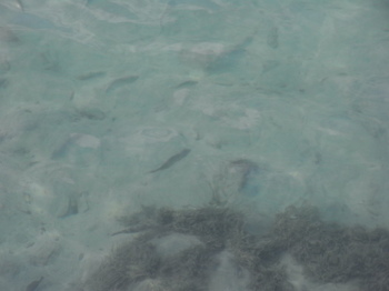 クヒオビーチの魚.JPG